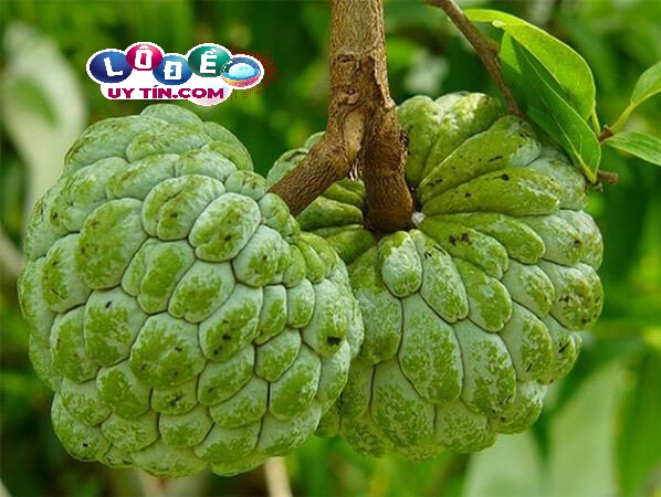 Mơ thấy quả na có điềm báo gì? Đánh con gì để trúng lớn?