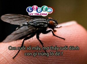 Giải mã giấc mơ thấy ruồi đánh con gì? Ý nghĩa của giấc mơ