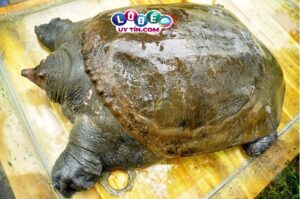 Nằm mơ thấy ba ba tốt hay xấu, đánh số mấy?