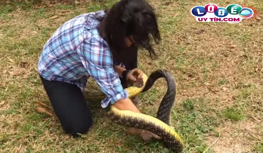 Nằm mơ bắt rắn là điềm gì, đánh con gì may mắn?