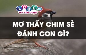 Mơ thấy chim sẻ đánh con gì? Ý nghĩa giấc mơ thấy chim sẻ