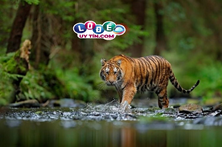 Nằm mơ thấy con hổ có ý nghĩa gì, nên đánh con gì?