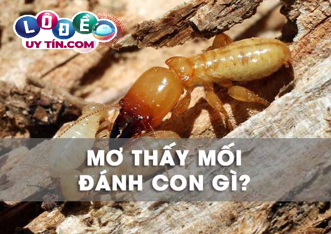 Nằm mơ thấy mối có ý nghĩa gì? Mơ thấy mối đánh con gì dễ trúng?