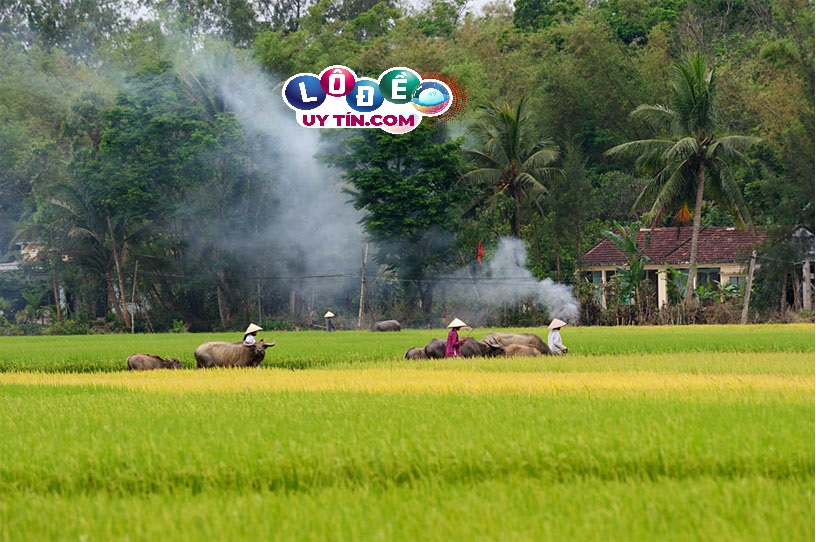 Nằm mơ về quê đánh con gì, là điềm báo gì?