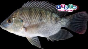 Nằm mơ thấy cá rô phi đánh con gì dễ trúng? Là điềm gì