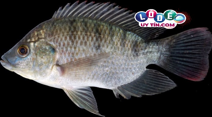 Nằm mơ thấy cá rô phi đánh con gì dễ trúng? Là điềm gì