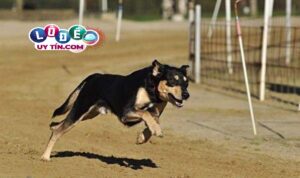 Nằm mơ thấy chó đuổi có phải điềm xấu không, đánh số nào?