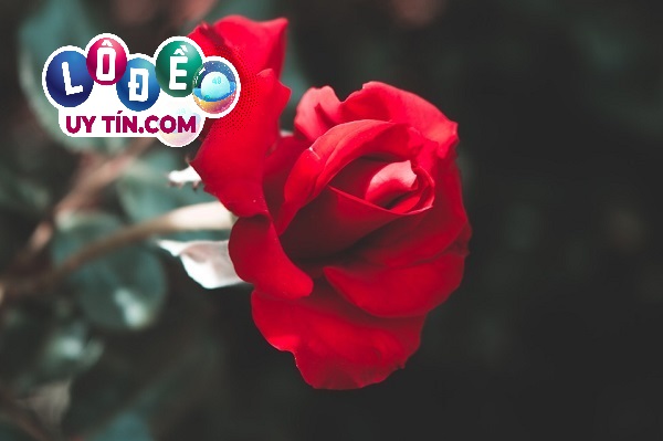 Giải mã ý nghĩa giấc mơ thấy hoa hồng đánh con gì chuẩn?