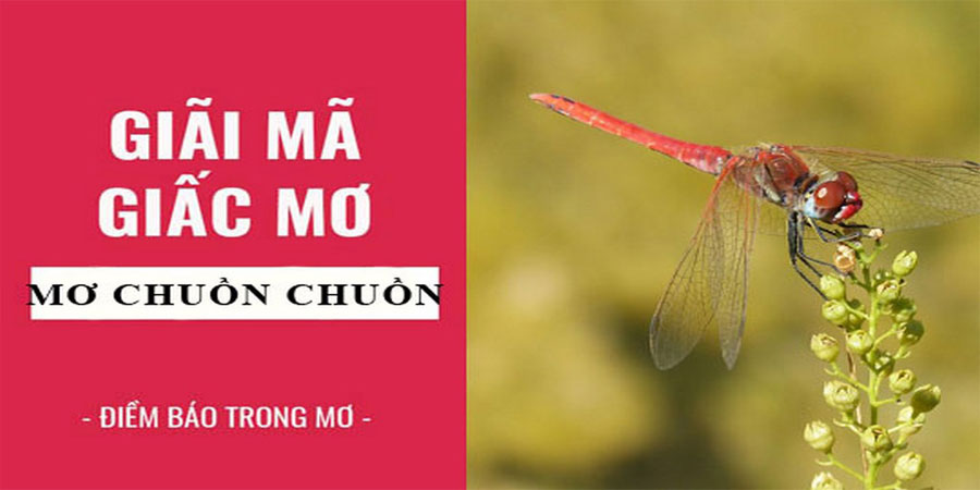 Mơ Chuồn Chuồn - Ý Nghĩa Tâm Linh Và Con Số Ứng Nghiệm