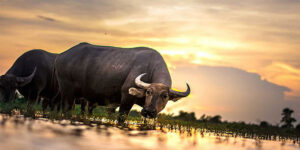 Mơ Dắt Trâu - Luận Giải Số Mơ Đánh Lô Đề Trúng Thưởng Lớn