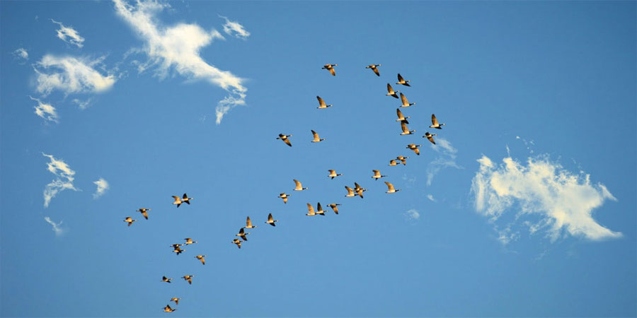 Mơ Chim Bay Đánh Con Gì? Giải Mã Giấc Mơ Thấy Chim Bay