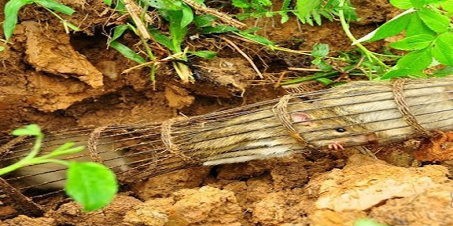 Mơ thấy chuột đánh con gì dễ ăn nhất hôm nay?